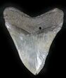 Huge, Serrated Megalodon Tooth - North Carolina #24436-2